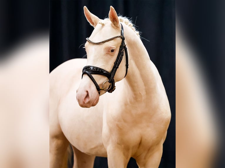 Poni alemán Semental 2 años Cremello in Hesel