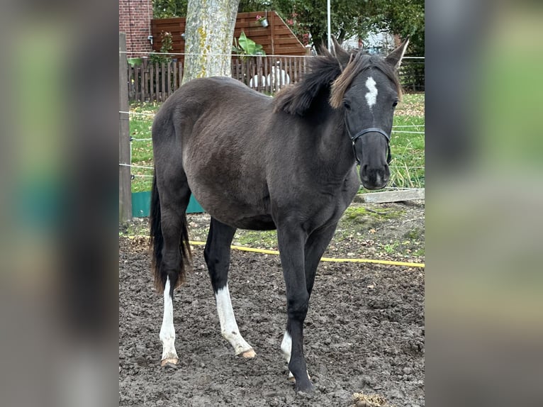 Poni alemán Semental 2 años Negro in Blomberg