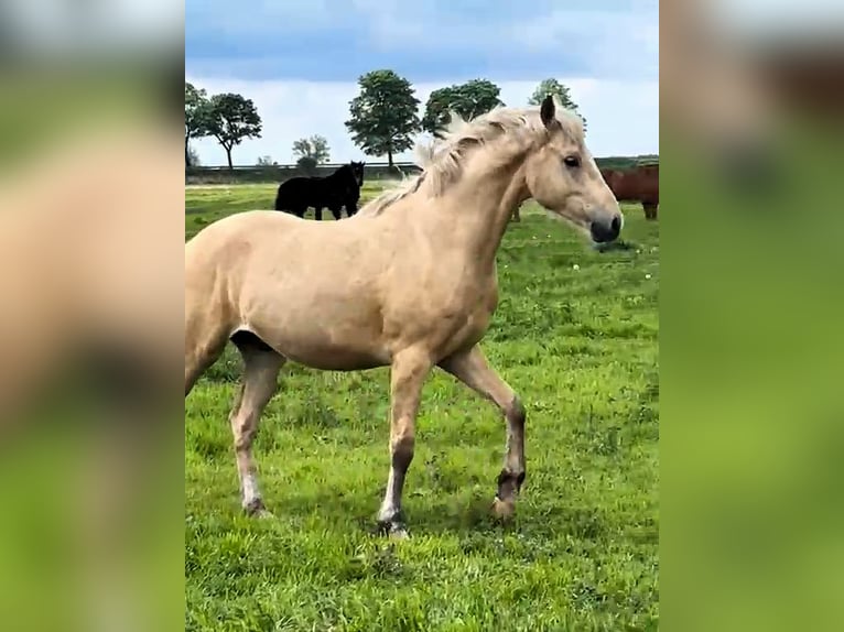 Poni alemán Semental 2 años Palomino in Friesack