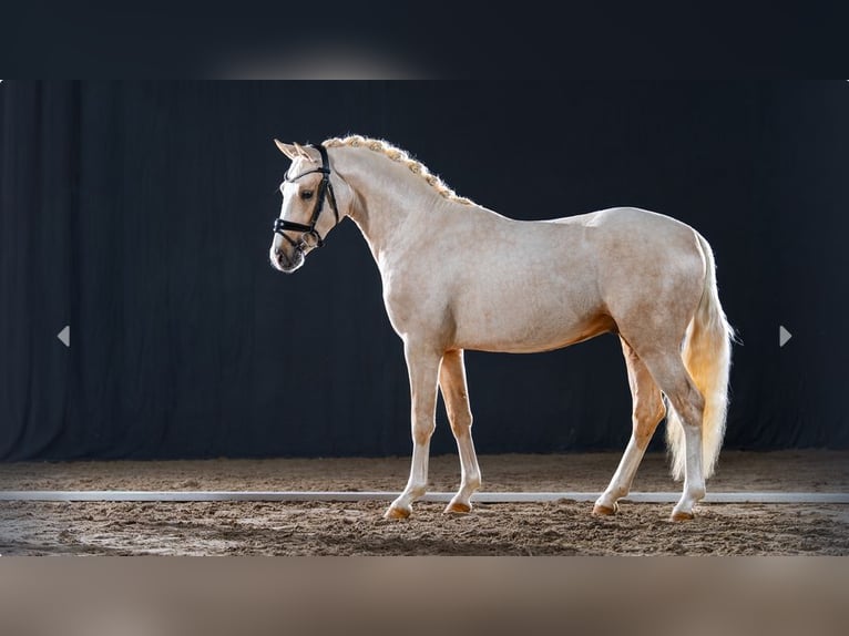 Poni alemán Semental 2 años Palomino in Mönchengladbach