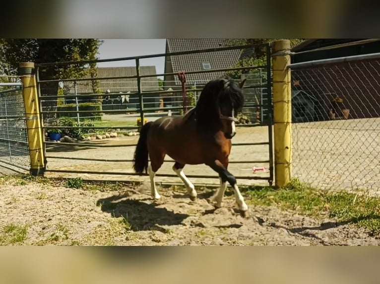 Poni alemán Mestizo Semental 3 años 135 cm Pío in Friesoythe