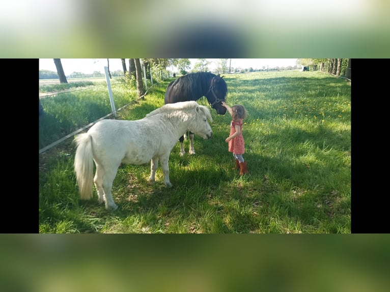 Poni alemán Mestizo Semental 3 años 135 cm Pío in Friesoythe