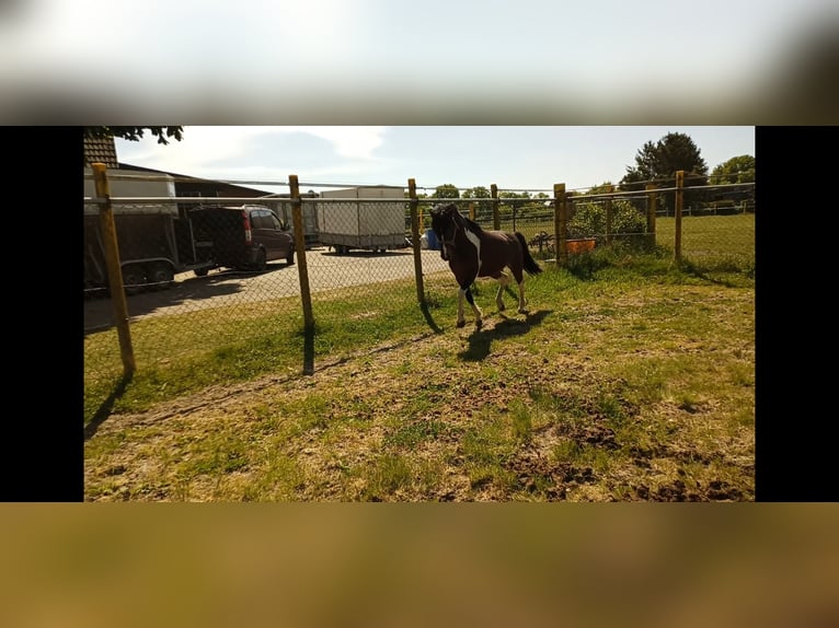 Poni alemán Mestizo Semental 3 años 135 cm Pío in Friesoythe