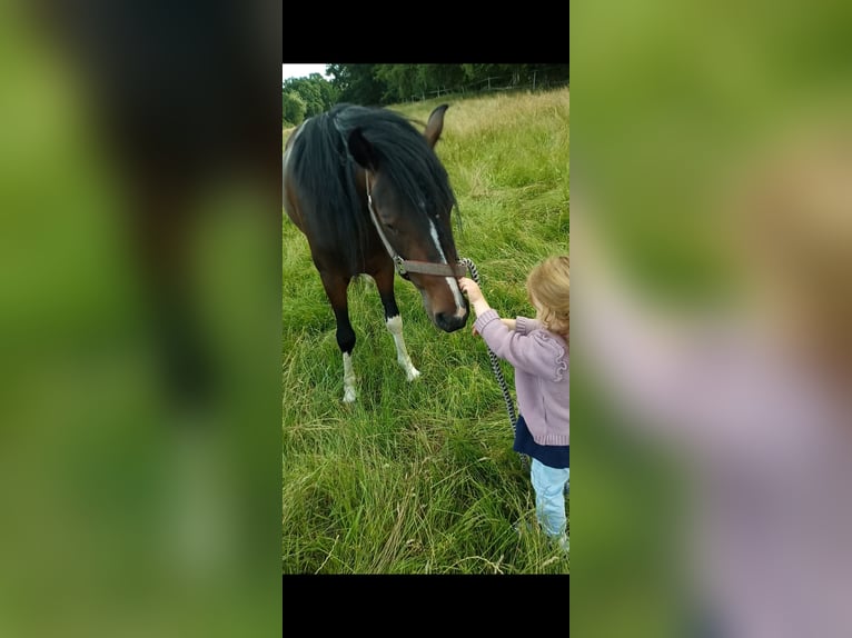 Poni alemán Mestizo Semental 3 años 135 cm Pío in Friesoythe