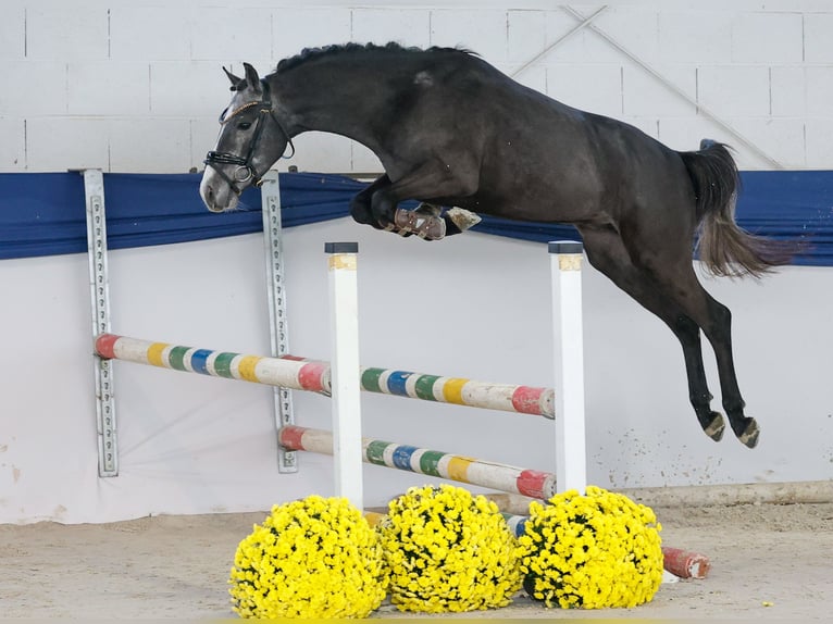 Poni alemán Semental 3 años 137 cm Tordo in Marsberg