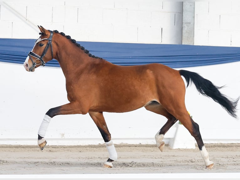 Poni alemán Semental 3 años 140 cm Castaño in Marsberg