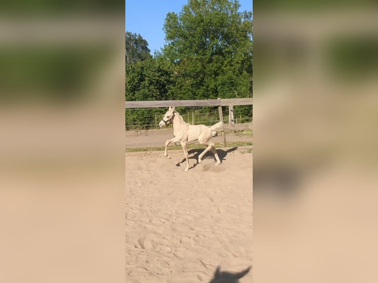 Poni alemán Semental 3 años 140 cm Palomino in Bartow