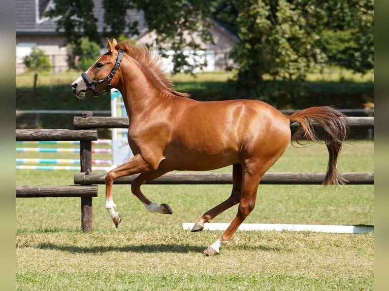 Poni alemán Semental 3 años 143 cm Alazán in Hamminkeln