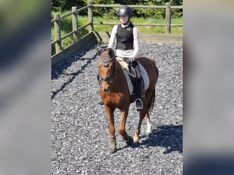 Poni alemán Semental 3 años 144 cm Alazán in Medlingen