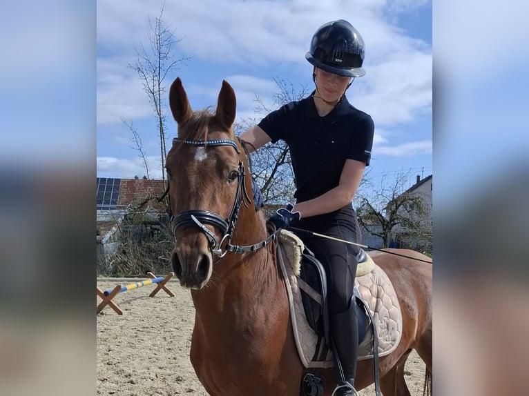 Poni alemán Semental 3 años 144 cm Alazán in Medlingen