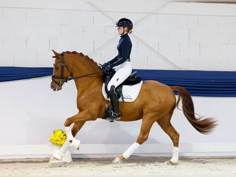 Poni alemán Semental 3 años 144 cm Alazán in Marsberg
