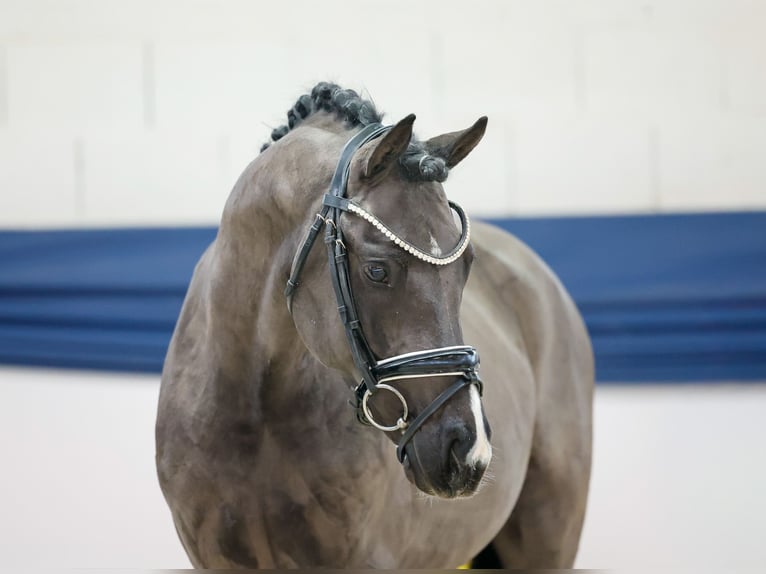 Poni alemán Semental 3 años 144 cm Bayo in Marsberg