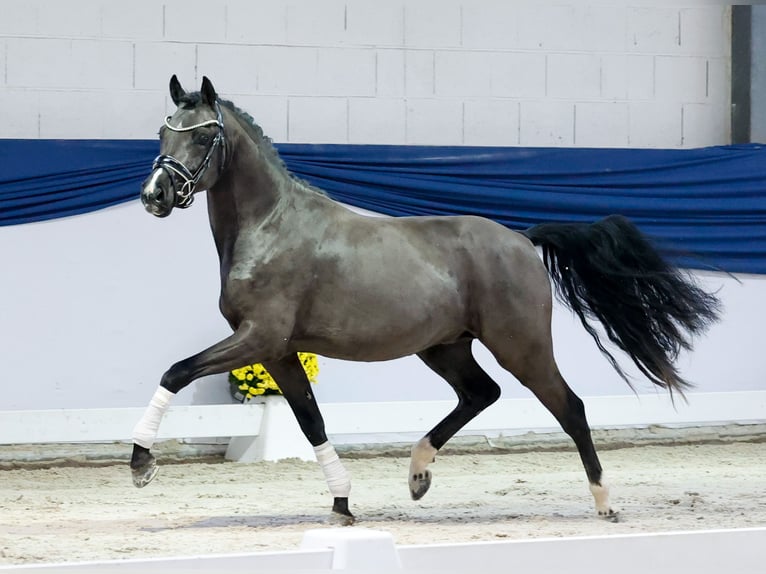 Poni alemán Semental 3 años 144 cm Bayo in Marsberg