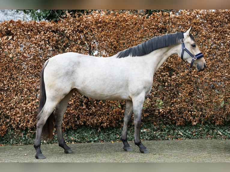 Poni alemán Semental 3 años 144 cm in Volkel