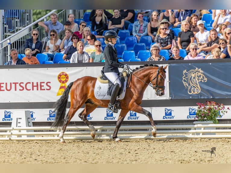 Poni alemán Semental 3 años 144 cm Castaño in Neuenkirchen-Vörden