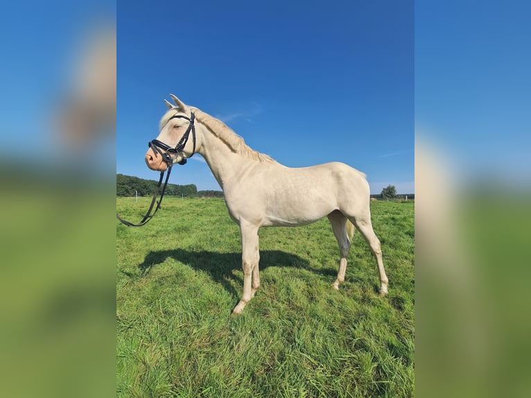 Poni alemán Semental 3 años 144 cm Cremello in Rosenau