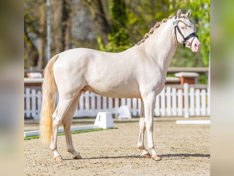 Poni alemán Semental 3 años 144 cm Perlino in Rehburg-Loccum Münchehagen