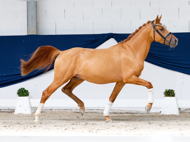 Poni alemán Semental 3 años 145 cm Alazán in Marsberg