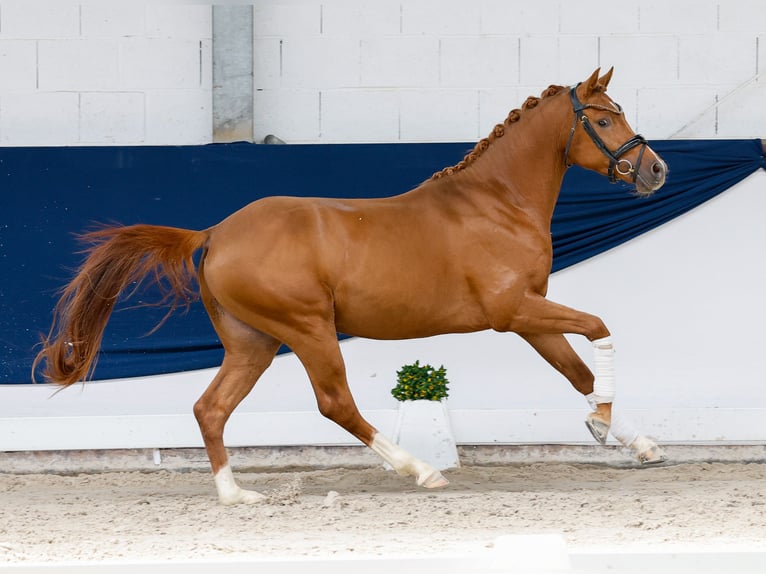 Poni alemán Semental 3 años 145 cm Alazán-tostado in Marsberg