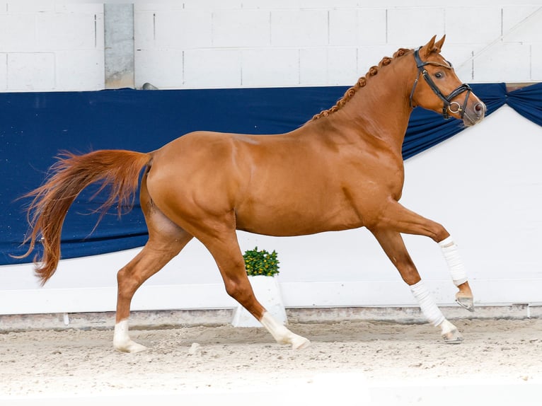 Poni alemán Semental 3 años 145 cm Alazán-tostado in Marsberg