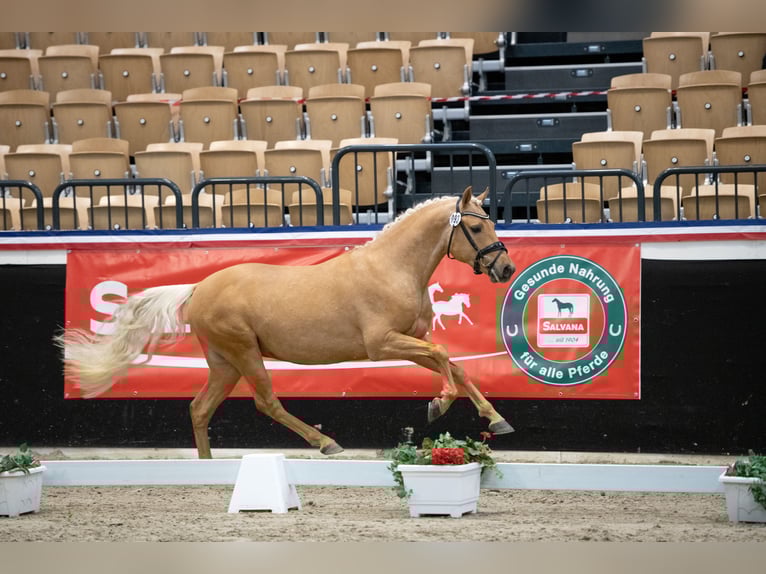 Poni alemán Semental 3 años 145 cm Palomino in Osdorf