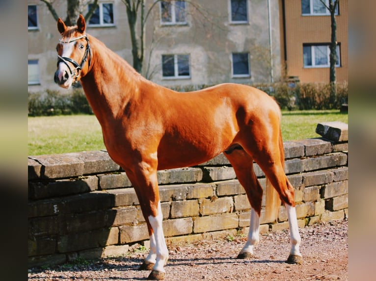 Poni alemán Semental 3 años 146 cm Alazán in Wegeleben