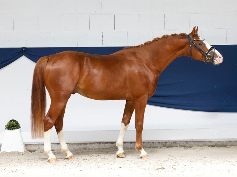 Poni alemán Semental 3 años 146 cm Alazán in Marsberg