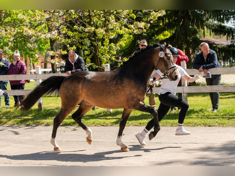 Poni alemán Semental 3 años 146 cm Buckskin/Bayo in Ahrensburg