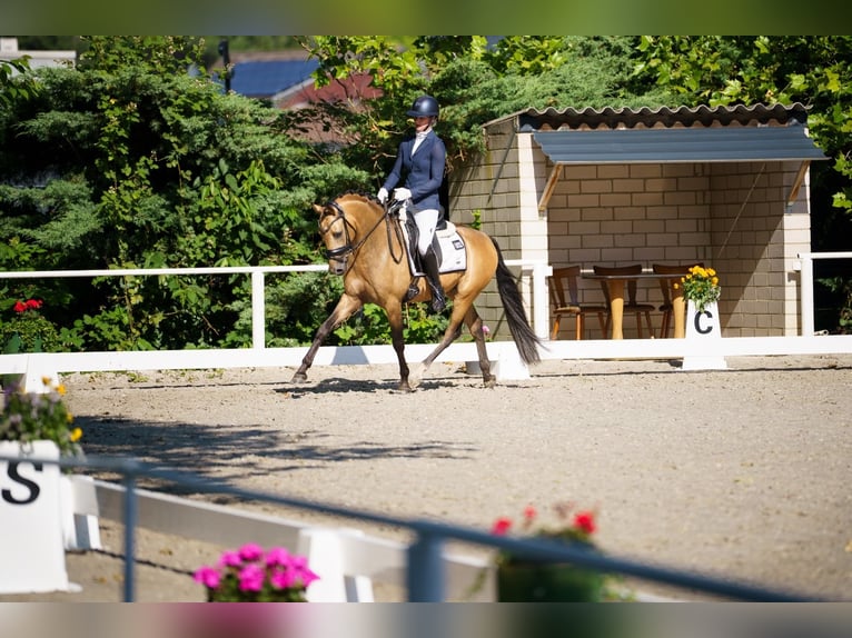 Poni alemán Semental 3 años 146 cm  in Ospel