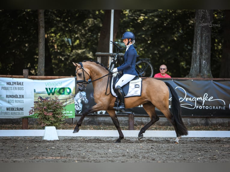 Poni alemán Semental 3 años 146 cm  in Ospel