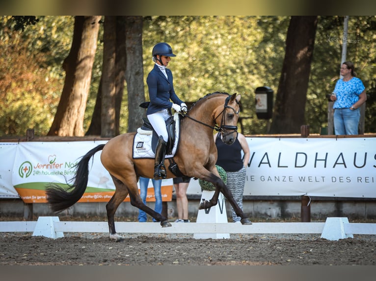 Poni alemán Semental 3 años 146 cm  in Ospel