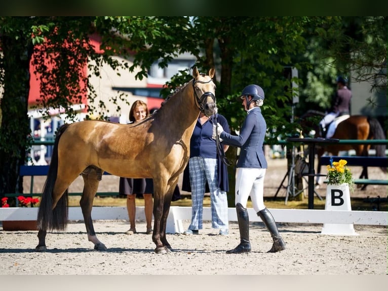 Poni alemán Semental 3 años 146 cm  in Ospel