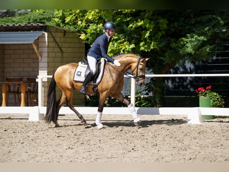 Poni alemán Semental 3 años 146 cm  in Ospel