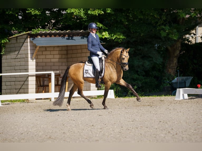 Poni alemán Semental 3 años 146 cm  in Ospel