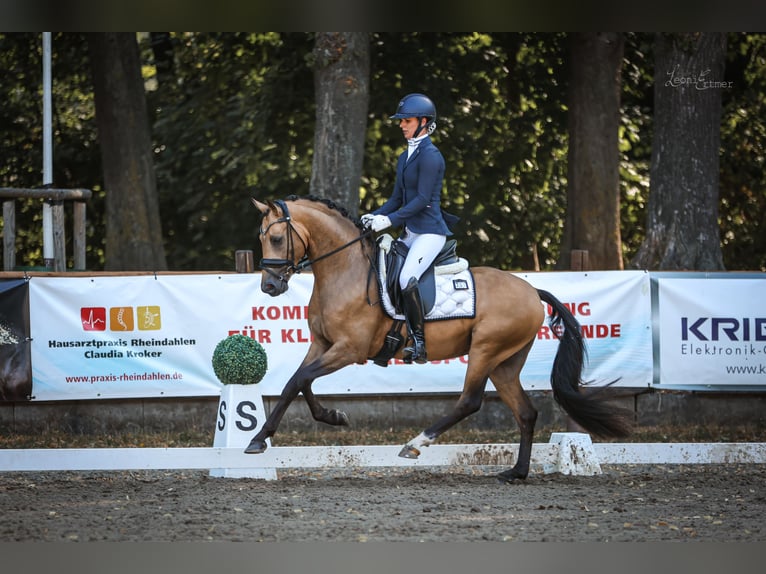 Poni alemán Semental 3 años 146 cm  in Ospel