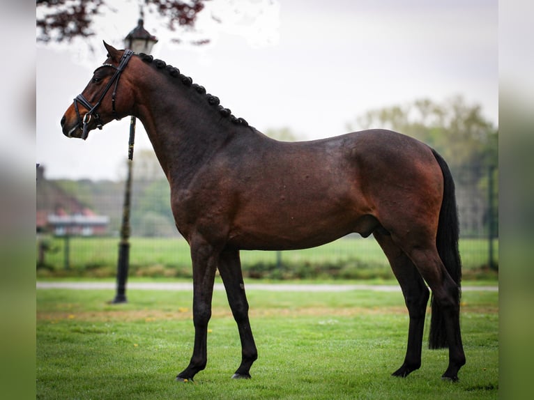 Poni alemán Semental 3 años 146 cm Castaño in Gescher