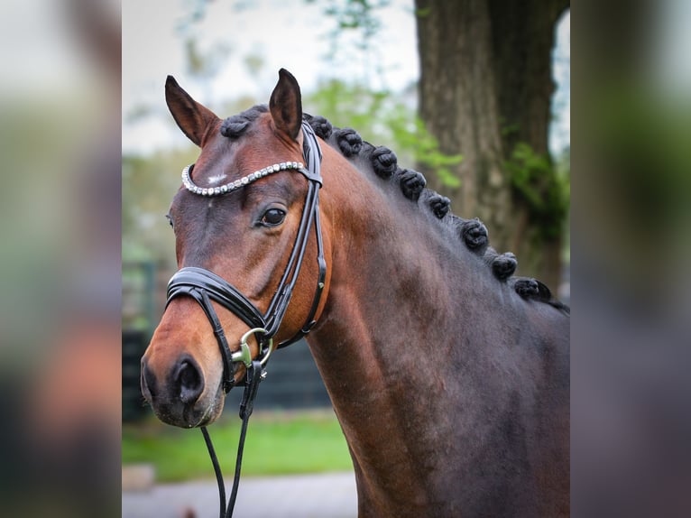 Poni alemán Semental 3 años 146 cm Castaño in Gescher