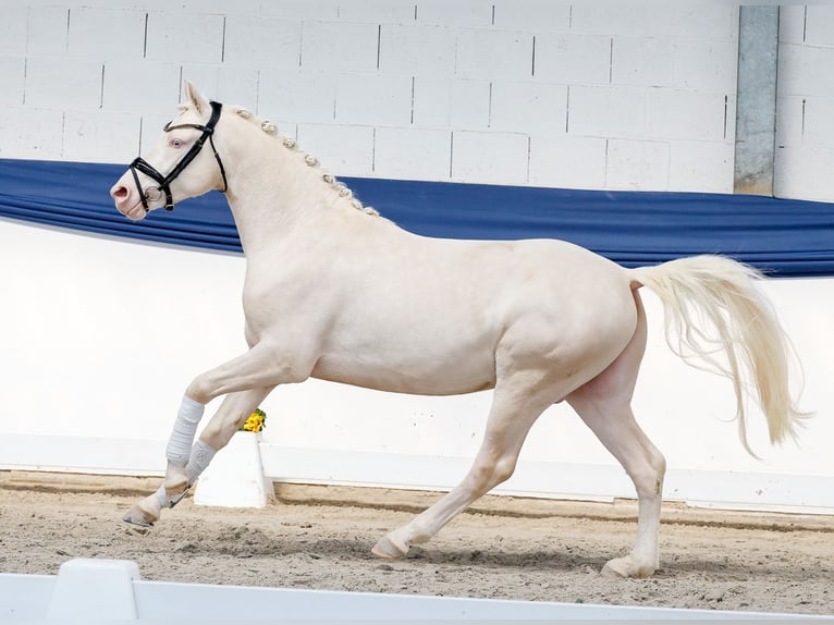 Poni alemán Semental 3 años 146 cm Cremello in Marsberg