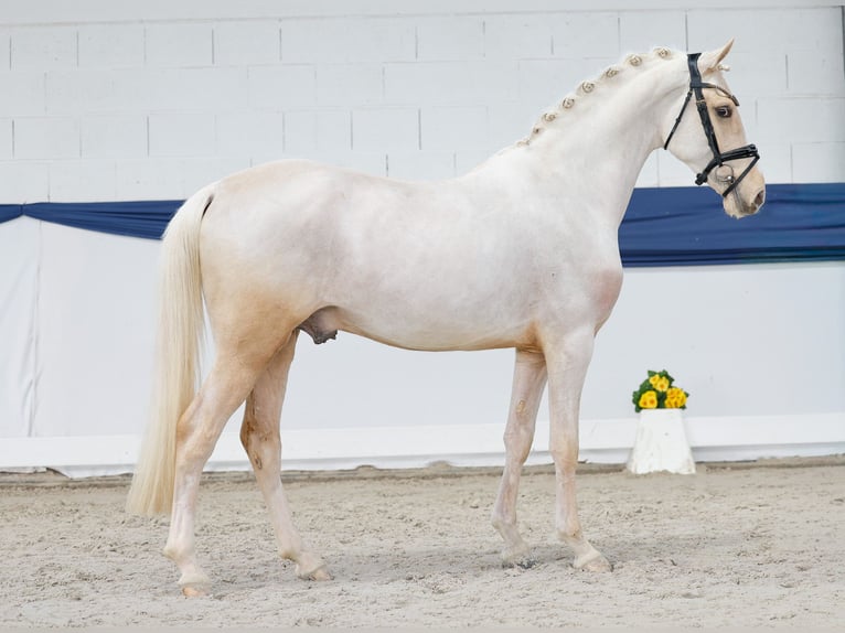 Poni alemán Semental 3 años 146 cm Palomino in Marsberg