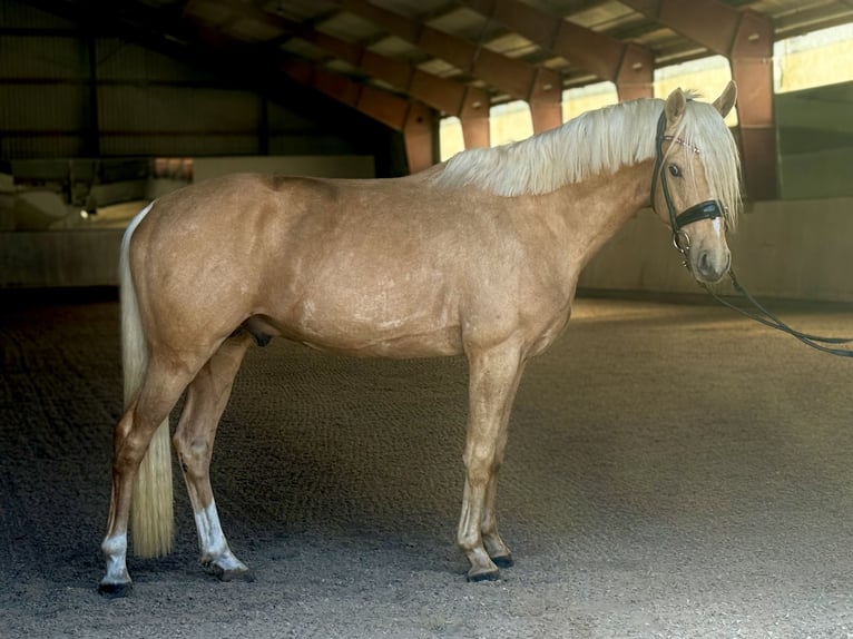 Poni alemán Semental 3 años 146 cm Palomino in Kietz