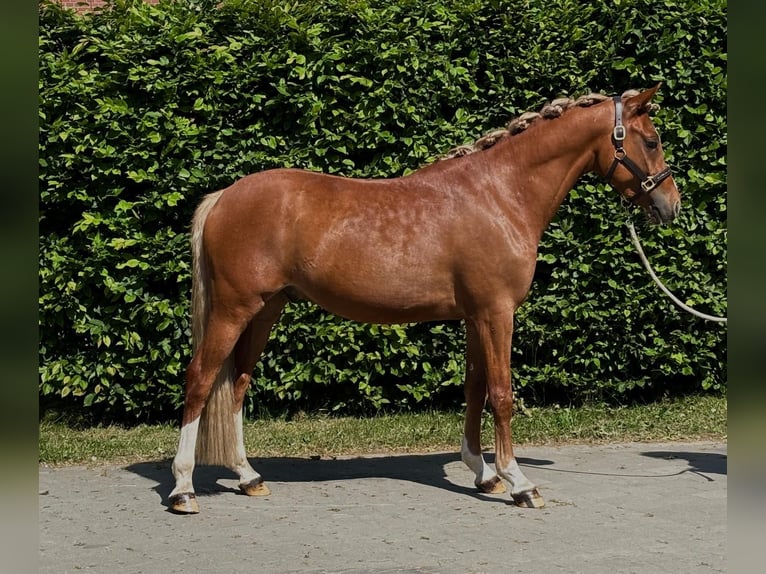 Poni alemán Semental 3 años 147 cm Alazán in Telgte