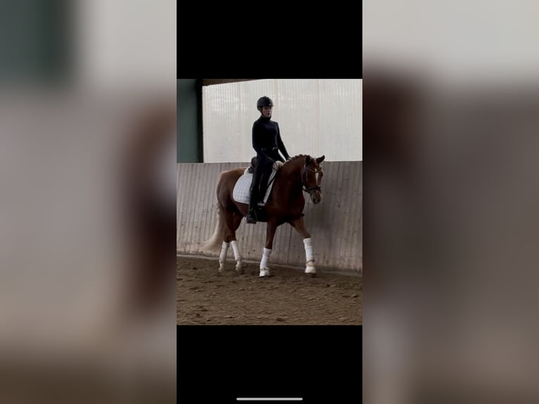 Poni alemán Semental 3 años 147 cm Alazán in Telgte