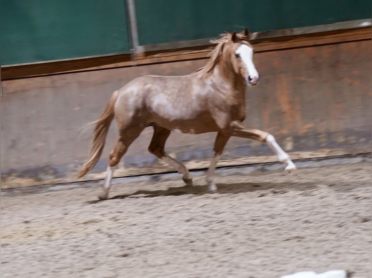 Poni alemán Semental 3 años 147 cm Alazán in Paderborn