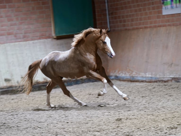 Poni alemán Semental 3 años 147 cm Alazán in Paderborn