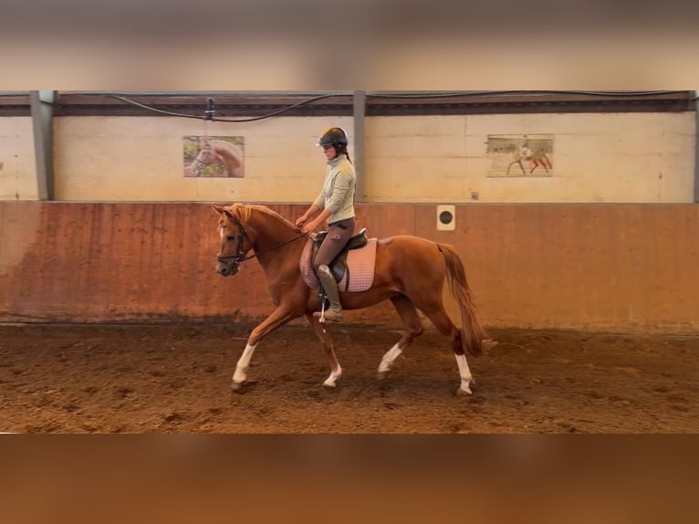 Poni alemán Semental 3 años 147 cm Alazán-tostado in Achim