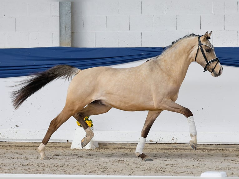 Poni alemán Semental 3 años 147 cm Bayo in Marsberg