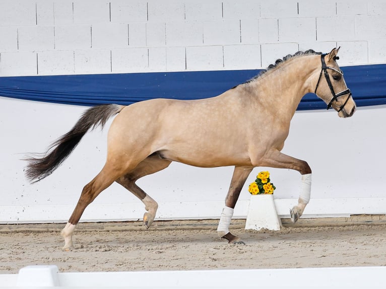 Poni alemán Semental 3 años 147 cm Bayo in Marsberg