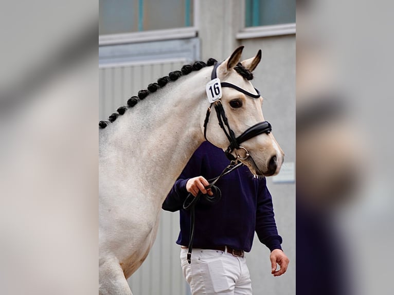 Poni alemán Semental 3 años 147 cm Buckskin/Bayo in Friedland