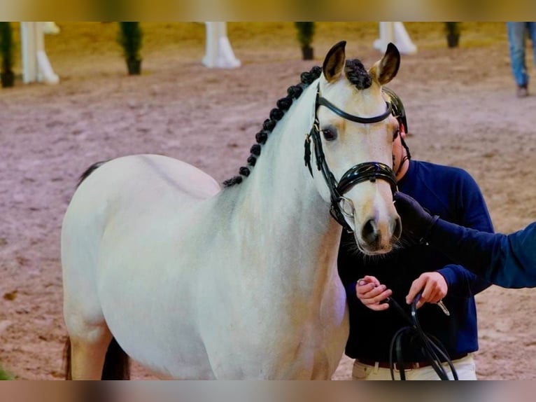 Poni alemán Semental 3 años 147 cm Buckskin/Bayo in Friedland