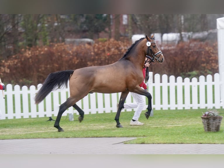 Poni alemán Semental 3 años 147 cm Castaño in Paderborn